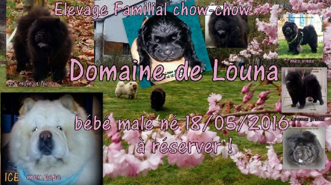 Du Domaine De Louna - un chiot est né 18/05/2016